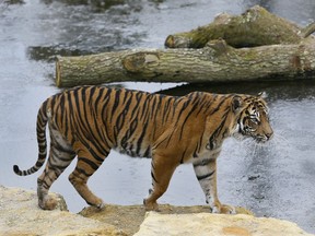 In this Wednesday, March 27, 2013 file photo, Melati a female Sumatran Tiger walks past her frozen pool, at London Zoo.