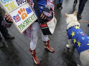 Alba, a white German Shepherd dog, wearing a European flag stands with supporters of Britain remaining in the European Union as they protest opposite the Houses of Parliament in London, Monday, Feb. 4, 2019. Prime Minister Theresa May was gathering pro-Brexit and pro-EU Conservative lawmakers into an "alternative arrangements working group" seeking to break Britain's Brexit deadlock.