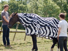 In this undated photo issued by University of Bristol, England, showing a horse wearing a zebra striped coat.  Scientists from the University of Bristol and the University of California at Davis, dressed horses in black-and-white Zebra type striped coats for part of their research, offering evidence that zebra stripes provide protection from blood-sucking insects that spread diseases. (University of Bristol and University of California at Davis via AP)