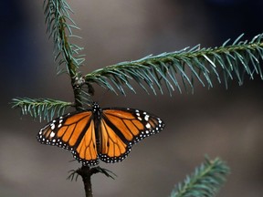 A Monarch butterfly rests in the Amanalco de Becerra sanctuary, on the mountains near the extinct Nevado de Toluca volcano, in Mexico, Thursday, Feb. 14, 2019. In January, Mexican officials announced that the population of monarch butterflies wintering in central Mexico was up 144 percent over the previous year.