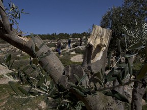 In this Friday, Jan. 25, 2019 photo, young American rabbinical student tour an olive grove that was vandalized by neighboring Israeli settlers, near the West Bank village of Attuwani, south of Hebron. The students are doing more than visiting holy sites, learning Hebrew and poring over religious texts during their year abroad in Israel. In a departure from past programs that focused on strengthening ties with Israel and Judaism, the new crop of rabbinical students is also reaching out to the Palestinians.