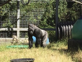 FILE - In this 2016 photo provided by the Cincinnati Zoo and Botanical Garden,  Ndume stands in The Gorilla Foundation's preserve in California's Santa Cruz mountains.  A federal judge in San Francisco has ruled the male silverback gorilla loaned to a California group in 1991 as a possible mate for Koko, the gorilla who learned sign language, must be returned to a Cincinnati zoo. District Judge Richard Seeborg's ruling Friday, Feb. 1, 2019,  says a 2015 agreement between the Cincinnati Zoo & Botanical Garden and Gorilla Foundation to return Ndume after Koko's death must be enforced. Koko died in June at age 46.