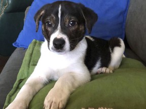 In this April 2018 photo provided by Rennie Pasquinelli, Murray, a mixed-breed dog, lay on a sofa in Ann Arbor, Mich. Pasquinelli, who is Murray's owner, recently got the dog's DNA tested to learn what breeds are in his background. Genetic testing for dogs has grown rapidly in recent years, fueled by companies marketing kits that offer to decode dogs' heritage and health as simply, or laboriously, as owners can swab a canine cheek.