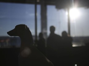 Hattie, a 3-year-old whippet is silhouetted during the meet the breeds companion event to the Westminster Kennel Club Dog Show, Saturday, Feb. 9, 2019, in New York.