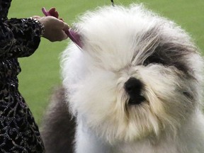 An Old English sheepdog name Bugaboo's Let It Go Blu Mtn gets her fur brushed during the Best of Breed event at the Westminster Kennel Club dog show on Monday, Feb. 11, 2019, in New York.