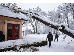 Bobby Roberts walks under tree that fell on a house on North 6th Street in Creswell, Ore., Monday, Feb. 25, 2019,  after a heavy snow blanketed the Willamette Valley. He and a group of other volunteers were helping to remove the tree for the owner who was out of town when the storm hit.