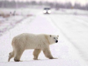 A polar bear is seen walking across the street in Churchill, Man.