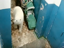 Screengrab of a polar bear entering a building, perhaps in search of food or other resources. Thinning sea ice from climate change has provoked a mass invasion of a small island town by 50 polar bears.