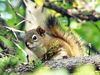 North American red squirrels are the only type of squirrel that create food pantries.