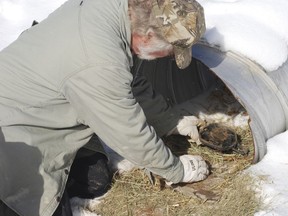 In this Wednesday, Feb. 20, 2019 photo licensed trapper Tom Fisher of Tierra Amarilla, N.M., sets a foothold trap on the outskirts of Tierra Amarilla, N.M. A bill advancing through the New Mexico Legislature would ban independent trappers and foothold traps, snares and poison on public land with limited exception.