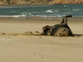 A leopard seal rolls around on the beach. NIWA discovered a, surprisingly working, USB while analyzing a leopard seal's scat.