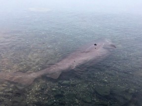 A bluntnose sixgill shark found dead and washed up Tuesday in Coles Bay in North Saanich, north of Victoria, is shown in a handout photo.