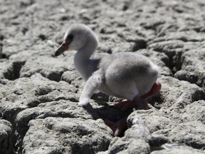 In this photo taken on Sunday, Jan. 27, 2019,  a newly born flamingo chick struggles to walk on a dried out dam in Kimberley, South Africa.