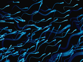 sperm