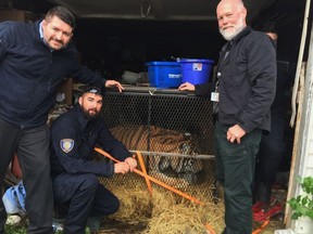 This undated photo shows a tiger in Houston. Houston police say some people who went into an abandoned home to smoke marijuana found a caged tiger. They called the city on Monday, Feb. 11, 2019, and the major offender animal cruelty unit and animal shelter volunteers arrived on the scene.