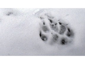 FILE - In this Feb. 2, 2010, file photo, a wolf track, imprinted in the snow, was left near the carcass of an elk in Avery, Idaho. A University of Washington researcher says the number of wolves in the state is likely much higher than estimates. Samuel Wasser made the prediction when he presented the findings of a two-year study using scat-sniffing dogs to a state Senate committee. In one area of Stevens and Pend Oreille counties, Wasser said his dogs detected 95 individual wolves in the 2016-17 season.