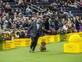 A Longhaired Dachshund named Burns competes in Best in Hound Group at the 143rd Westminster Kennel Club Dog Show in New York, U.S., on Monday, Feb. 11, 2019.