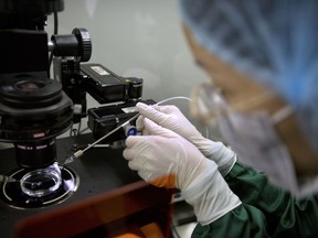 FILE - In this Oct. 9, 2018, file photo, Zhou Xiaoqin installs a fine glass pipette into a sperm injection microscope in preparation for injecting embryos with Cas9 protein and PCSK9 sgRNA at a lab in Shenzhen in southern China's Guandong province. China has unveiled draft regulations on gene-editing and other new biomedical technologies it considers to be "high-risk." The measures follow claims in November 2018 by Chinese scientist He Jiankui that he helped make the world's first genetically-edited babies. That roiled the global science community and elicited widespread outcry over the procedure's ethical implications.