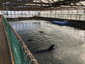 In this handout photo taken on Friday, Jan. 18, 2019 and released by Free Russian Whales, The marine containment facility is seen in Srednyaya Bay near Vladivostok, which has been investigated by Russian prosecutors who have already called the capture illegal. Animal rights activists are expressing alarm about more than 100 whales that are being kept in small, crowded pools in what environmentalists are calling a "whale prison," off the coast of the Russian Far East. (Free Russian Whales via AP)