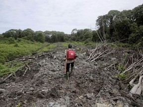 FILE - In this Aug. 10, 2017 file photo, Pandu Wibisono, a conservationist of Sumatran Orangutan Conservation Program (SOCP) carries a medical pack as he walks on a cleared forest during a rescue operation for orangutans reportedly trapped in its disrupted habitat near a palm oil plantation at Tripa peat swamp in Aceh province, Indonesia. Environmentalists say Indonesian plantation companies fined for burning huge areas of land in the area since 2009 have failed to pay hundreds of millions of dollars in penalties meant to hold them accountable for actions that took a devastating environmental and human toll.