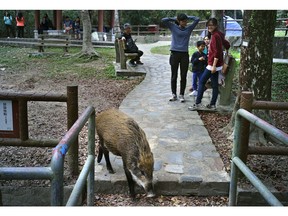 In this Jan. 13, 2019, photo, a wild boar scavenges for food while local residents watch at a Country Park in Hong Kong. Like many Asian communities, Hong Kong ushers in the astrological year of the pig. That's also good timing to discuss the financial center's contested relationship with its wild boar population. A growing population and encroaching urbanization have brought humans and wild pigs into increasing proximity, with the boars making frequent appearances on roadways, housing developments and even shopping centers.