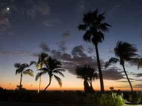 Palm trees pictured on Captiva Island, Florida, just south of where Justin Trudeau spent the weekend.