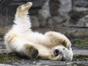 A polar bear cub plays at her enclosure as she is presented to the press after leaving the breeding burrow for the first time on March 15, 2019 at the Tierpark zoo in Berlin.