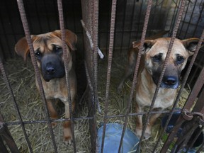 The OSPCA says it will no longer work with Ontario's government.