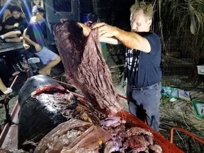 In this photo taken on March 16, 2019, Darrell Blatchley, director of D' Bone Collector Museum Inc., shows plastic waste found in the stomach of a Cuvier's beaked whale in Compostela Valley, Davao on the southern Philippine island of Mindanao.