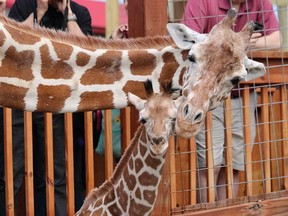 In this undated file photo provided by Animal Adventure Park, April the giraffe and her offspring Tajiri are shown in their enclosure in Harpursville, N.Y.