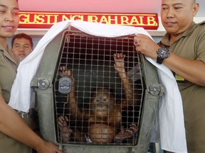 Indonesian Natural Resources Conservation Center officers carry a two-year-old male orangutan in a cage during a press conference in Bali, Indonesia Monday, March 25, 2019. Indonesian authorities have arrested a Russian tourist who was attempting to smuggle a drugged orangutan out of the resort island of Bali, a conservation official said Sunday. Orangutans are listed as critically endangered by the International Union for the Conservation of Nature.