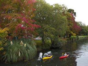 FILE - In this April 19, 2017, file photo, kayakers paddle down the Avon River in Christchurch, New Zealand. Despite its tranquility and beauty, New Zealand city of Christchurch is painfully familiar with trauma and will need to use that experience to recover from terrorist attack.