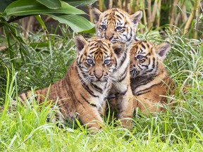 CORRECTS DATE: In this photo released by the Taronga Zoo Sydney, three Sumatran tiger cubs born at the Taronga Zoo in their habitat, Monday, March 25, 2019, in Sydney, Australia. Taronga Zoo manager Mandy Everett said the cubs were born on Jan. 17 to first-time mother Kartika. The female cubs were named Mawar, or Rose in Indonesian, and Tengah Malam, which means Midnight. The male's name is Pemanah, or Archer.