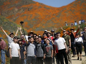 People pose for a picture among wildflowers in bloom Monday, March 18, 2019, in Lake Elsinore, Calif. About 150,000 people flocked over the weekend to see this year's rain-fed flaming orange patches of poppies lighting up the hillsides near Lake Elsinore, a city of about 60,000 residents. The crowds became so bad Sunday that Lake Elsinore officials  closed access to poppy-blanketed Walker Canyon. By Monday the #poppyshutdown announced by the city on Twitter was over and the road to the canyon was re-opened.
