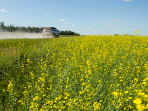 An SUV kicks up a cloud of dust driving past a canola farm in Parkland County, Alberta.