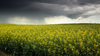 Rain comes in over a canola field near Milo, Alberta.