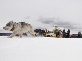 FILE - In this Feb. 28, 2019 file photo provided by the Ontario Ministry of Natural Resources and Forestry, the U.S. National Park Service and the National Parks of Lake Superior Foundation, a white wolf is released onto Isle Royale National Park in Michigan. Authorities are preparing for another mission to relocate gray wolves to Isle Royale National Park from a second Lake Superior island. The wolves would be moved from Michipicoten Island in Canadian territory, where they're in danger of starvation after gobbling up a caribou herd. The transfer planned for this weekend is part of a multi-year effort to rebuild wolf numbers at Isle Royale, which have plummeted in the past decade.