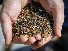 Canola grower David Reid checks on his storage bins full of last year's crop of canola seed on his farm near Cremona, Alta., on March 22, 2019. China's government has blocked imports of canola seed from a second major Canadian exporter, Viterra Inc. China's General Administration of Customs announced Tuesday on its website that its officials had detected several hazardous organisms in shipments of canola from Viterra.