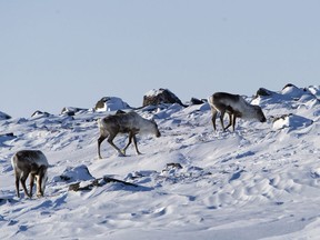 Wild caribou looks on near The Meadowbank Gold Mine located in the Nunavut Territory of Canada on Monday, March 23, 2009. Ottawa and the Northwest Territories have reached a deal on protecting threatened caribou herds.