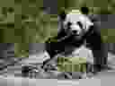 The zoo says it will attempt to breed giant pandas Er Shun and Da Mao in the coming weeks, but artificial insemination will be required as the pair have proven incompatible. Giant panda Da Mao eats bamboo at the Toronto Zoo on Thursday, May 16, 2013.