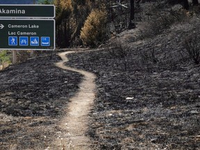 A hiking trail leads through scorched earth in Waterton Lakes, Alta., Wednesday, Sept. 20, 2017. It will take years before researchers are able to determine the overall impact a devastating wildfire had on species residing in Waterton Lakes National Park but an annual bird count late last year provides reason for optimism.