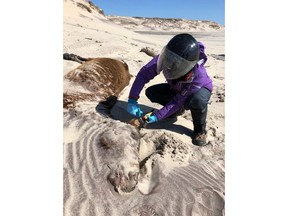 University of Saskatchewan graduate student and Vanier scholar Julie Colpitts collects samples for DNA testing and places an ear tag on a dead horse on Sable Island, N.S. in this undated handout photo. Researchers studying the carcasses of Sable Island's fabled wild horses have discovered many had unusual levels of parasites, suggesting they are tougher than most horses, even as many died of starvation. "We showed up in 2017 not knowing whether there would be any dead horses to find," said Emily Jenkins, part of a team from the University of Saskatchewan and Parks Canada.