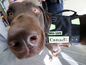 The Canada Border Services Agency could soon have more canine employees like Kodiak, thanks to the 2019 federal budget.