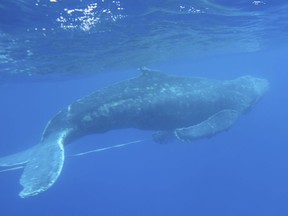 In this Wednesday, March 6, 2019 photo, provided by the NOAA Hawaiian Islands Humpback Whale National Marine Sanctuary, is an entangled subadult humpback whale that was freed of gear by a team of trained responders off Makena Beach, Hawaii. Officials say a number of private boats helped a team of federal responders free a young humpback whale from heavy gauge fishing gear off Hawaii. The National Oceanic and Atmospheric Administration said in a joint statement Thursday that the "subadult" humpback was first spotted Wednesday morning by a dive boat off Maui.