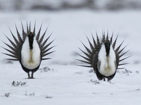 FILE - In this April 20, 2013, file photo, male Greater Sage Grouse perform their mating ritual on a lake near Walden, Colo. The Trump administration is finalizing plans to ease restrictions on oil and natural gas drilling and other industry activities that are meant to protect an imperiled bird species that ranges across the American West. U.S. Bureau of Land Management Acting Director Brian Steed told The Associated Press the changes still protect greater sage grouse while addressing concerns that policies under former President Barack Obama were too restrictive. A formal announcement is expected Friday, March 15, 2019.