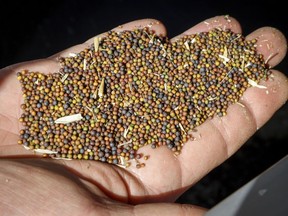 Canola grower David Reid checks on his storage bins full of last year's crop of canola seed on his farm near Cremona, Alta., Friday, March 22, 2019. Canola seed exporters report Chinese companies -- one of their major markets -- have stopped buying their product, according to an industry group.