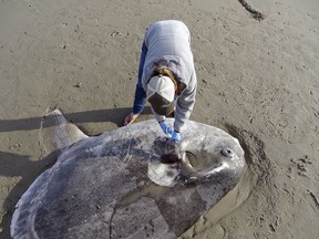 In this Feb. 21, 2019 photo, provided by UC Santa Barbara, Jessica Nielsen, a conservation specialist, examines a beached hoodwinker sunfish at at Coal Oil Point Reserve in Santa Barbara, Calif.