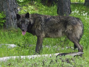 In this May 25, 2014 photo provided by the Oregon Department of Fish and Wildlife, a 100-pound adult male wolf is GPS radio-collared in the Mt. Emily Oregon Wildlife Management Unit in the Umatilla National Forest, Ore. A proposal to strip gray wolves of their remaining federal protections could clip the predators' rapid expansion across vast swaths of the U.S. West and Great Lakes. (Oregon Department of Fish and Wildlife via AP)
