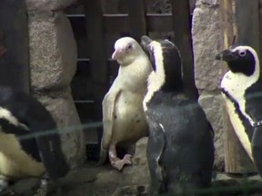 In this image made from video, an albino penguin is seen along in its enclosure in Gdansk zoo, Gdansk, Poland, Friday, March 22, 2019. An extremely rare white penguin has made its public debut at the Gdansk zoo in northern Poland. The albino penguin hatched in mid-December and has been under veterinary care. In natural conditions such unusual-looking penguin would be rejected by other penguins and would have little chance of survival. (AP Photo)