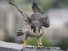 FILE - In this June 2, 2015 file photo, Merri, one of the adult peregrine falcons living atop UMass Lowell's Fox Hall, lands on the edge of the roof after MassWildlife personnel returned her chicks after tagging them in Lowell, Mass. MassWildlife is asking taxpayers to check a box on their 2019 state tax returns to help clean up pigeon droppings by saving peregrine falcons, a threatened species that preys on pigeons.